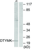 Anti-DTYMK antibody produced in rabbit affinity isolated antibody