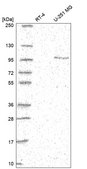 Anti-Dlg4 Antibody Produced In Rabbit Prestige Antibodies® Powered by Atlas Antibodies, affinity isolated antibody, buffered aqueous glycerol solution