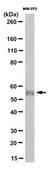 Anti-IMPDH1 Antibody, clone 4F9.1 clone 4F9.1, from mouse