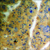 Anti-phospho-TGF β Receptor II (pSer225/250) antibody produced in rabbit affinity isolated antibody
