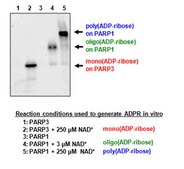 Anti-pan-ADP-ribose binding reagent from Escherichia coli