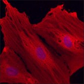 抗-小白蛋白抗体，小鼠单克隆 clone PARV-19, purified from hybridoma cell culture