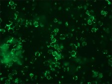 抗-鼠 IgG（全分子）-FITC 兔抗 IgG fraction of antiserum, buffered aqueous solution