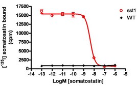 ChemiSCREEN Membrane Preparation Recombinant Human sst1 Somatostatin Receptor Human sst1 GPCR membrane preparation for Radioligand binding Assays &amp; GTPγS binding.