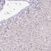 Anti-POLA2 antibody produced in rabbit Prestige Antibodies® Powered by Atlas Antibodies, affinity isolated antibody, buffered aqueous glycerol solution