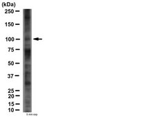 Anti-mGluR8 Antibody serum, from guinea pig