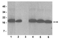 Anti-dimethyl-Histone H3 (Lys4) Antibody, clone AW30, rabbit monoclonal culture supernatant, clone AW30, Upstate®