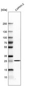 Anti-TNFRSF1A antibody produced in rabbit Prestige Antibodies® Powered by Atlas Antibodies, affinity isolated antibody, buffered aqueous glycerol solution