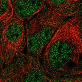 Anti-PRMT2 antibody produced in rabbit Prestige Antibodies® Powered by Atlas Antibodies, affinity isolated antibody, buffered aqueous glycerol solution