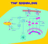 Tumor Necrosis Factor-α from rat TNF-α, recombinant, expressed in E. coli, powder, suitable for cell culture