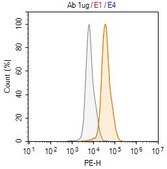 Anti-p57Kip2 Antibody, clone 1H11 ZooMAb® Rabbit Monoclonal recombinant, expressed in HEK 293 cells