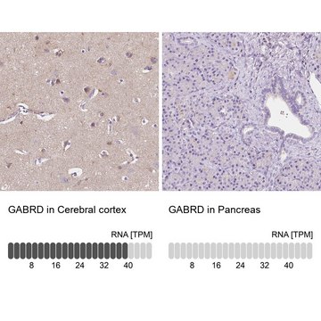 Anti-GABRD antibody produced in rabbit Prestige Antibodies® Powered by Atlas Antibodies, affinity isolated antibody, buffered aqueous glycerol solution