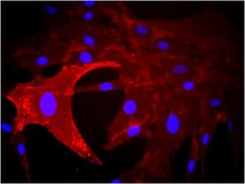 抗-CD73抗体（克隆AA60-E3-3） clone AA60-E3-3, from mouse