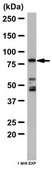 Anti-Mitofusin-1 Antibody from rabbit, purified by affinity chromatography