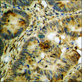 Anti-phospho-PDK1 (pSer241) antibody produced in rabbit affinity isolated antibody