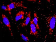 Anti-EGFR antibody produced in mouse purified immunoglobulin, buffered aqueous solution