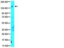 Anti-erbB4 Antibody, clone HFR1/2G4 clone HFR1/2G4, from mouse