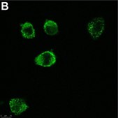 Anti-c-Kit/CD117 Antibody, clone 1L19 ZooMAb® Rabbit Monoclonal recombinant, expressed in HEK 293 cells