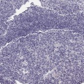 Anti-OXT antibody produced in rabbit Prestige Antibodies® Powered by Atlas Antibodies, affinity isolated antibody