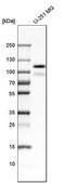 Anti-PTPN12 antibody produced in rabbit Prestige Antibodies® Powered by Atlas Antibodies, affinity isolated antibody, buffered aqueous glycerol solution