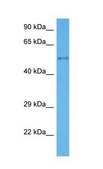 Anti-CYP1A1 (AB2) affinity isolated antibody