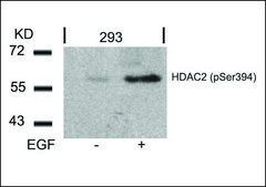 Anti-phospho-HDAC2 (pSer394) antibody produced in rabbit affinity isolated antibody