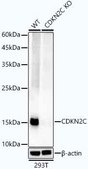 Antibody, clone 1Q10Q4, Rabbit Monoclonal