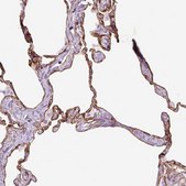 Anti-CAV1 antibody produced in rabbit Prestige Antibodies® Powered by Atlas Antibodies, affinity isolated antibody, buffered aqueous glycerol solution
