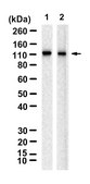 Anti-TRPV4 Antibody, clone 1G10-L2 ZooMAb® Rabbit Monoclonal recombinant, expressed in HEK 293 cells
