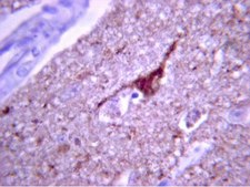 抗Tau磷酸苏氨酸231抗体 Chemicon®, from rabbit