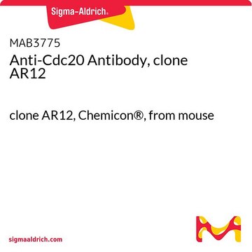 Anti-Cdc20 Antibody, clone AR12 clone AR12, Chemicon®, from mouse