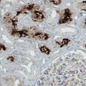 Monoclonal Anti-APOA4 antibody produced in mouse Prestige Antibodies® Powered by Atlas Antibodies, clone CL0468, purified immunoglobulin, buffered aqueous glycerol solution