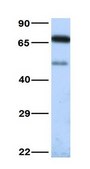 Anti-NTSR1, (N-terminal) antibody produced in rabbit affinity isolated antibody