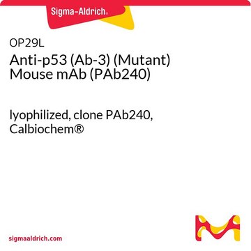 p53（Ab-3）（突变型）小鼠单克隆抗体（PAb240） lyophilized, clone PAb240, Calbiochem®