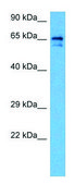 Anti-SLC6A2 antibody produced in rabbit affinity isolated antibody