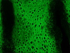 Monoclonal Anti-Cytokeratin Peptide 13 antibody produced in mouse clone KS-1A3, ascites fluid