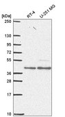 Anti-ESRRA antibody produced in rabbit Prestige Antibodies® Powered by Atlas Antibodies, affinity isolated antibody