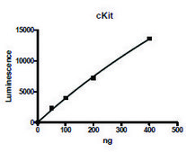 cKit active human recombinant, expressed in baculovirus infected Sf9 cells, ≥70% (SDS-PAGE)