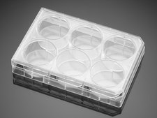 Corning® Falcon® Cell Culture Plate wells, 6, Tissue Culture (TC)-treated surface, flat bottom clear wells, sterile