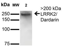 Monoclonal Anti-Atf4 antibody produced in mouse clone S360A-24, purified immunoglobulin
