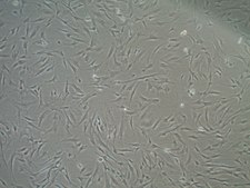 Fetal Bovine Serum US Origin, Mesenchymal Stem Cell Qualified FBS, sterile-filtered, suitable for stem cell culture