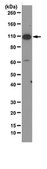 Anti-SIRT1 Antibody, clone 10E4 clone 10-E-4, from mouse