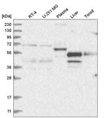 Anti-NR2C1 antibody produced in rabbit Prestige Antibodies® Powered by Atlas Antibodies, affinity isolated antibody