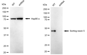 KD-Validated Anti Sorting Nexin 5 Antibody, clone 24GB2310, Rabbit Monoclonal clone 24GB2310, recombinant rabbit monoclonal, expressed in HEK293 cells