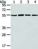 Anti-TUBA1C affinity isolated antibody
