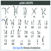 Sigma CRISPR dCas9-p300 Activator 表达质粒