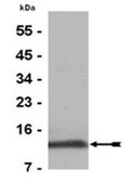 Anti-Histone H4 Antibody, pan, rabbit monoclonal culture supernatant, clone 62-141-13, Upstate®
