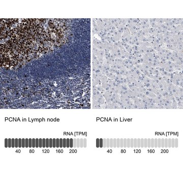 Anti-PCNA antibody produced in rabbit Prestige Antibodies® Powered by Atlas Antibodies, affinity isolated antibody, buffered aqueous glycerol solution, ab1