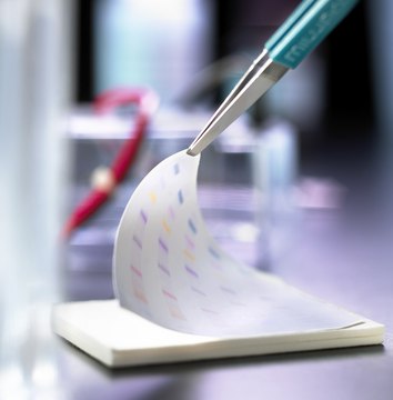 Immobilon®-P PVDF Membrane 10 sheets, 8.5 cm x 13.5 cm, 0.45 µm pore size, Hydrophobic PVDF Transfer Membrane for western blotting.