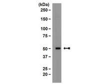 Anti-SMAD1 Antibody, clone AS22 clone AS22, from mouse